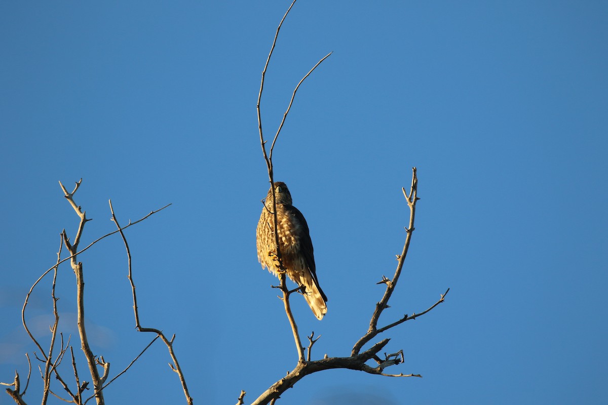 Merlin - ML646916989