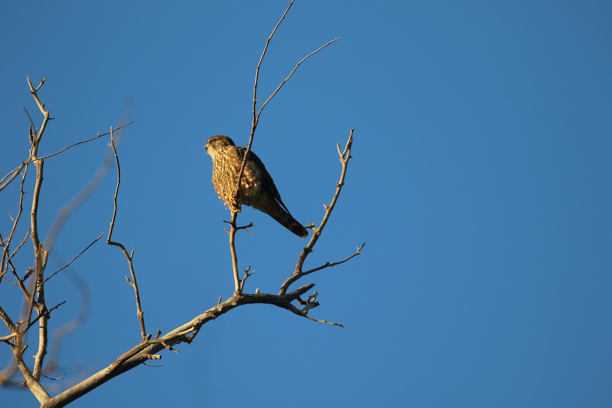 Merlin - ML646916991