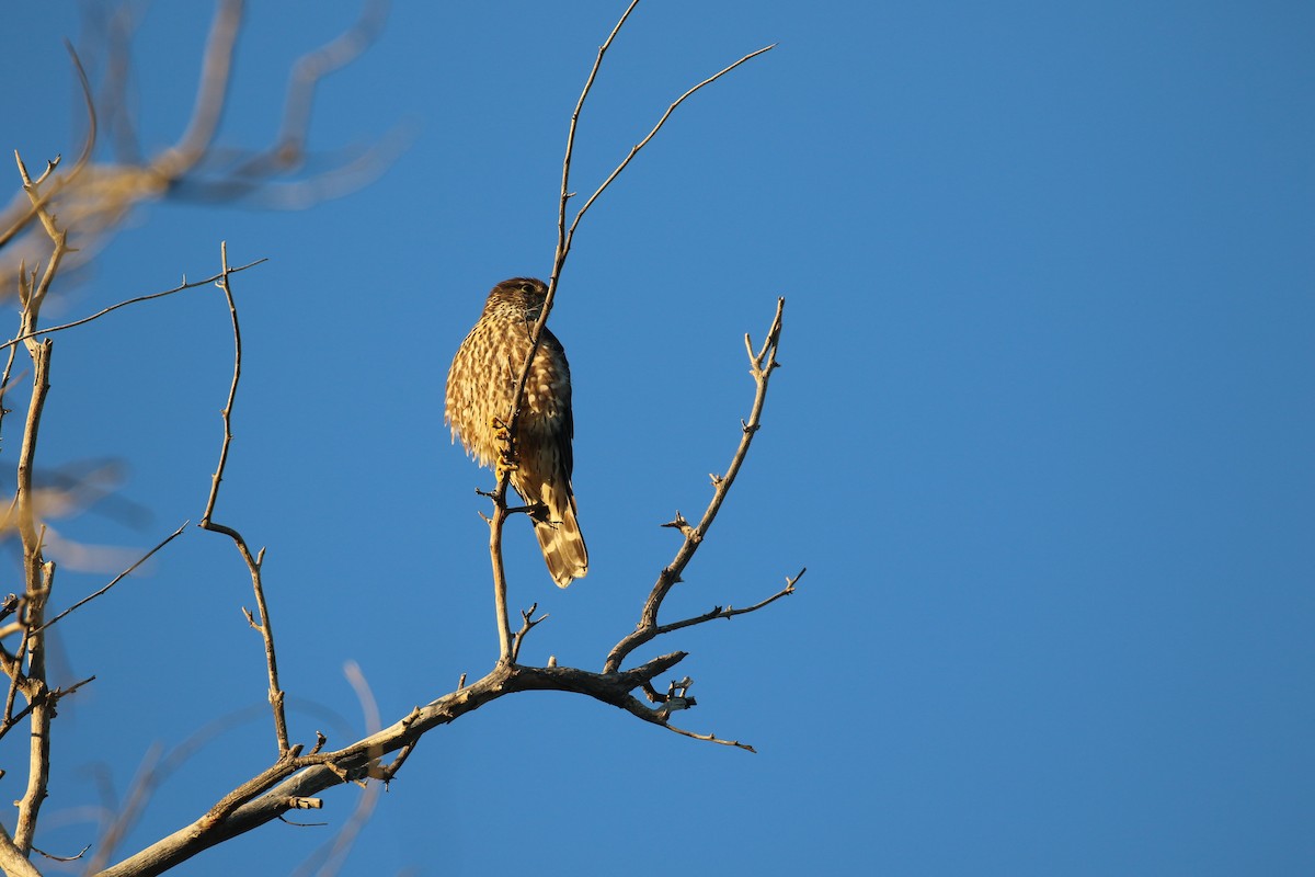 Merlin - ML646916992