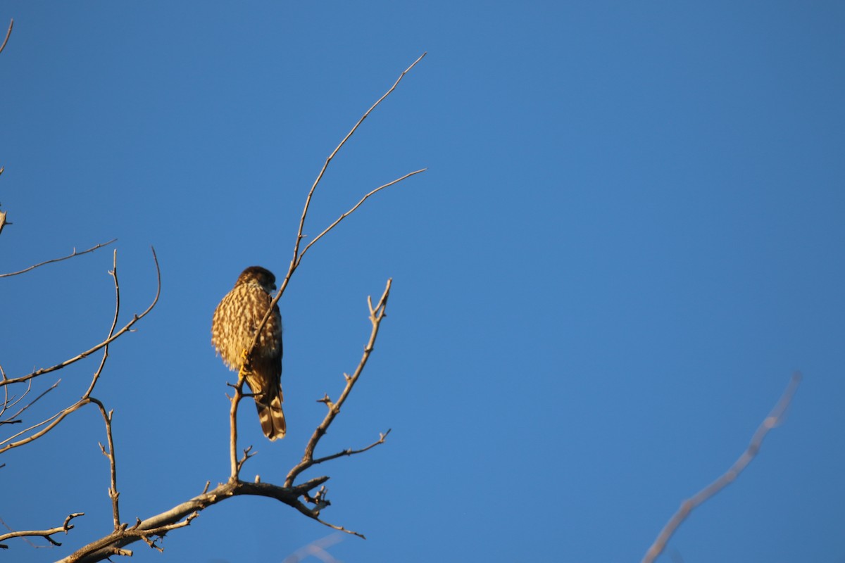 Merlin - ML646916993