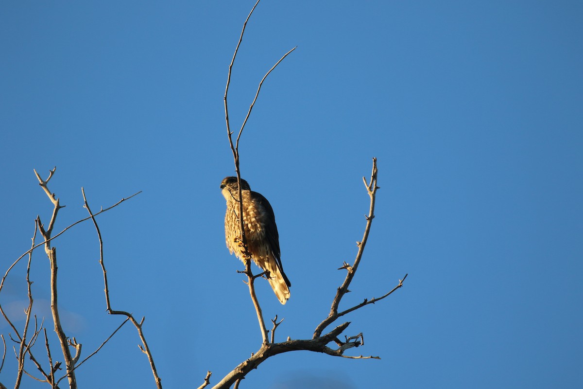 Merlin - ML646916994