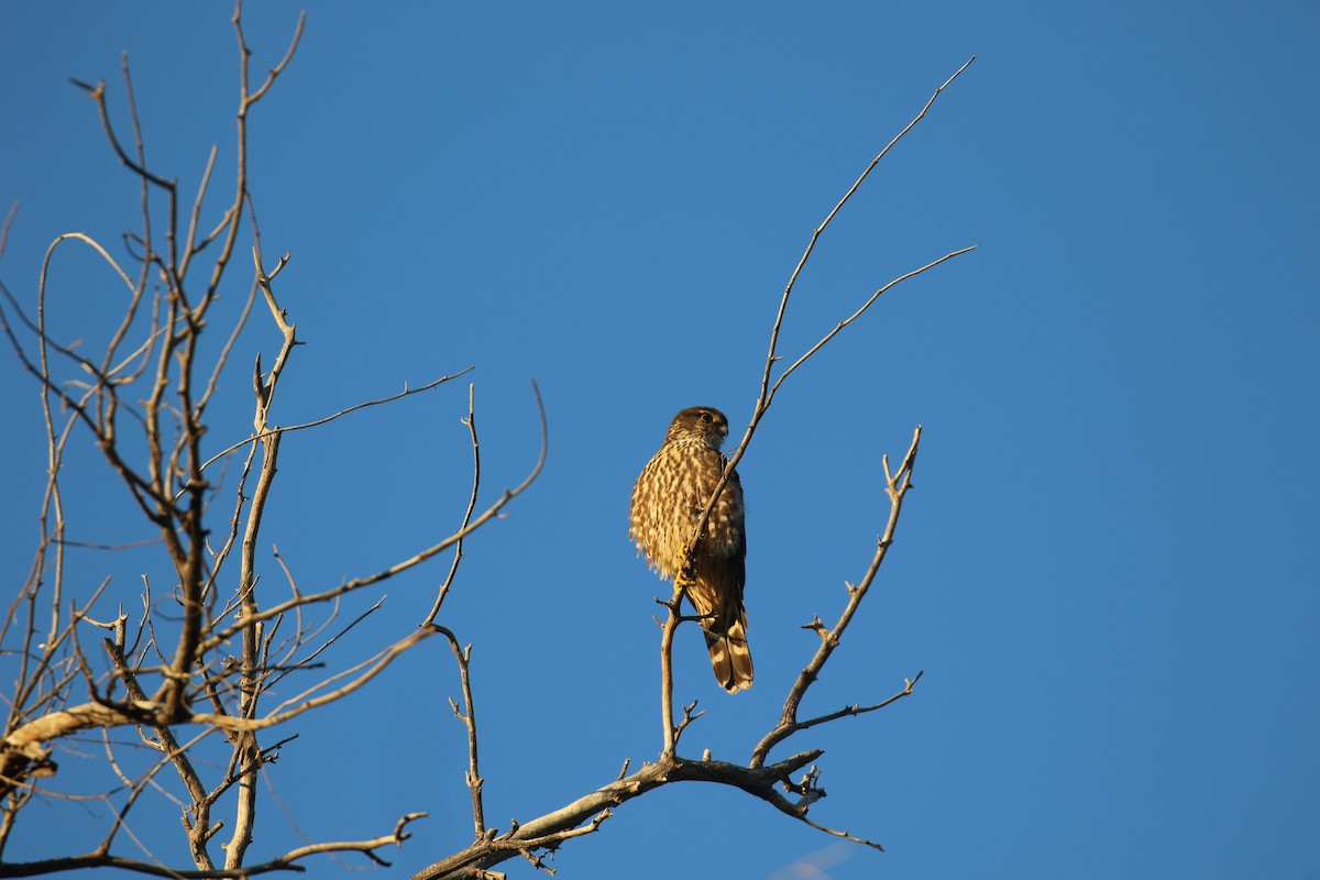 Merlin - ML646916995