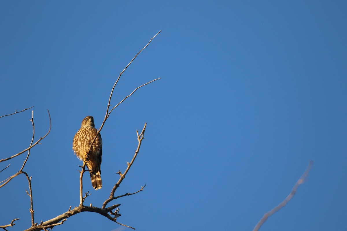 Merlin - ML646916996