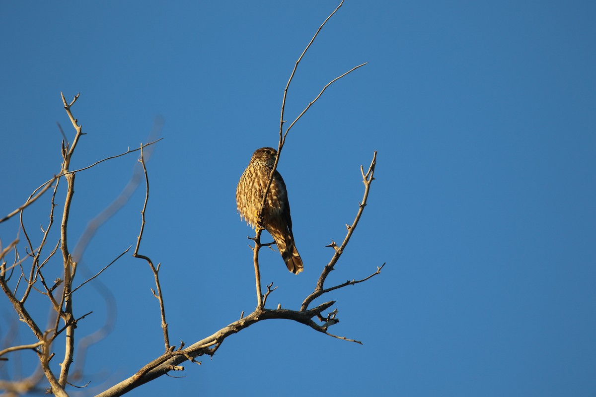 Merlin - ML646916997