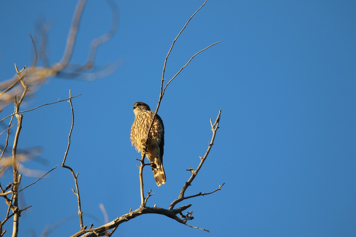 Merlin - ML646916998