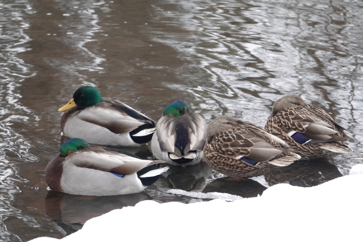 Mallard - ML646916999