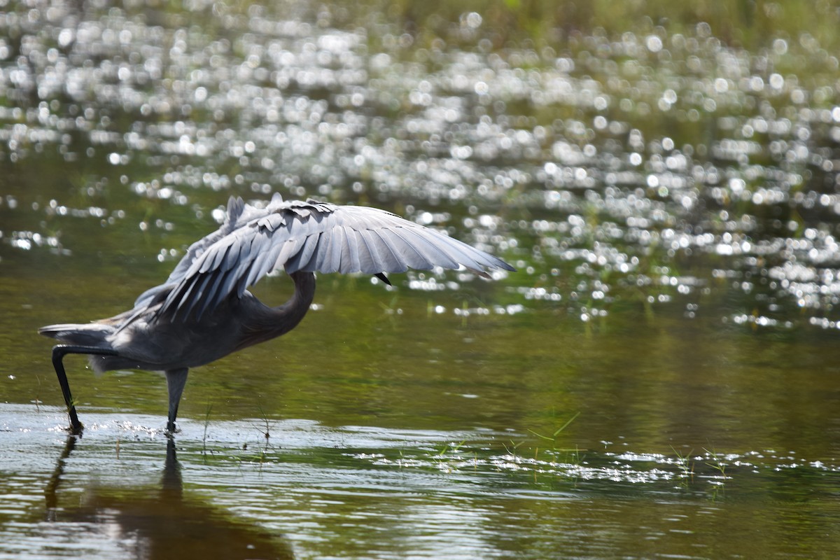 Garceta Rojiza - ML646917000