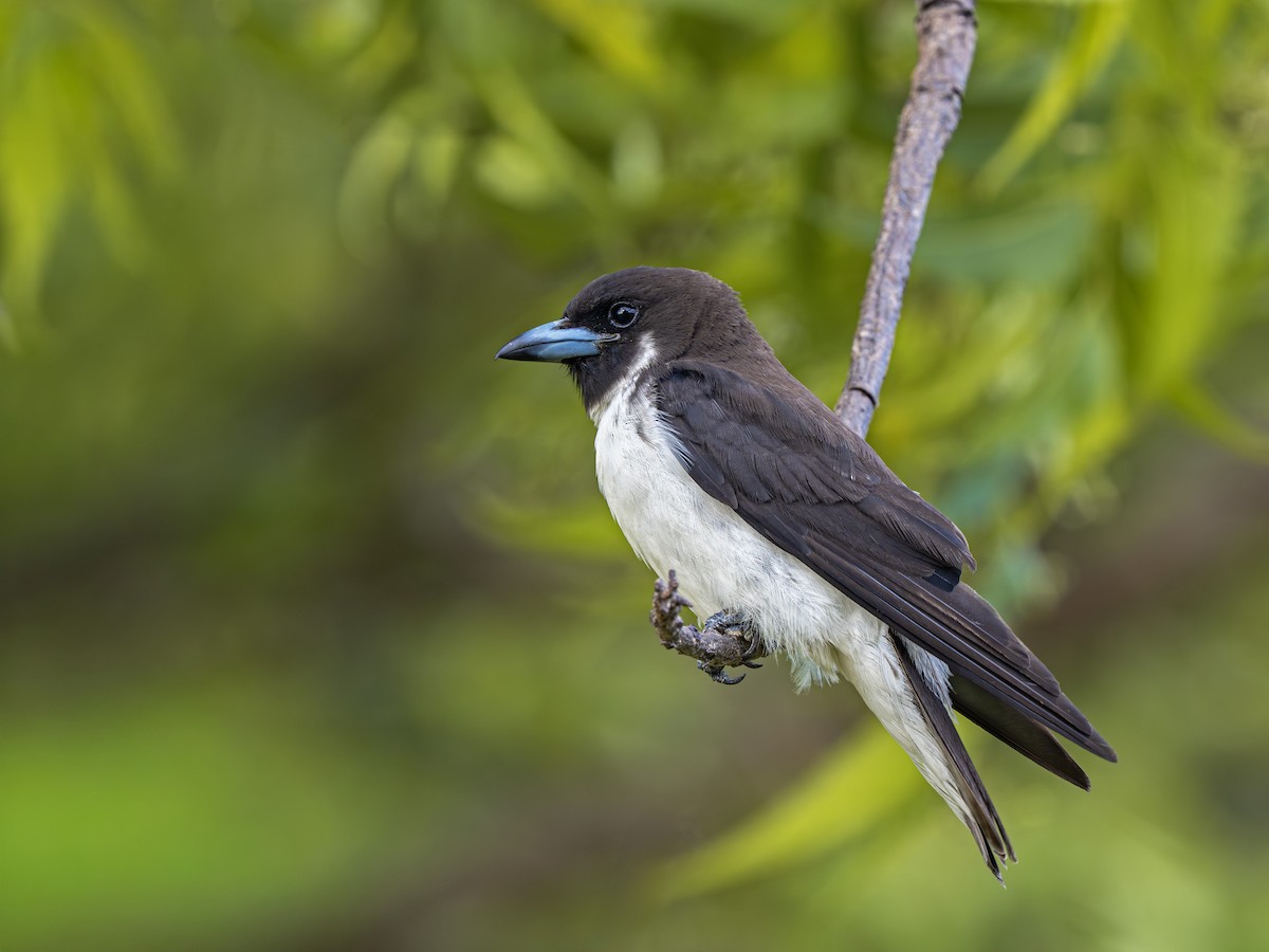 fijisvalestær - ML646917004