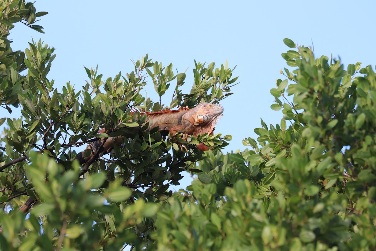 グリーンイグアナ - ML646917005