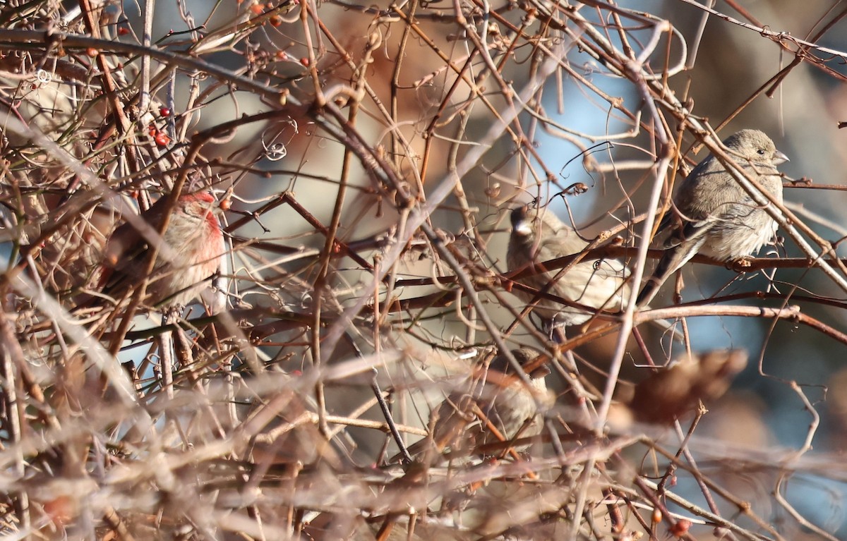 Camachuelo Mexicano - ML646917008