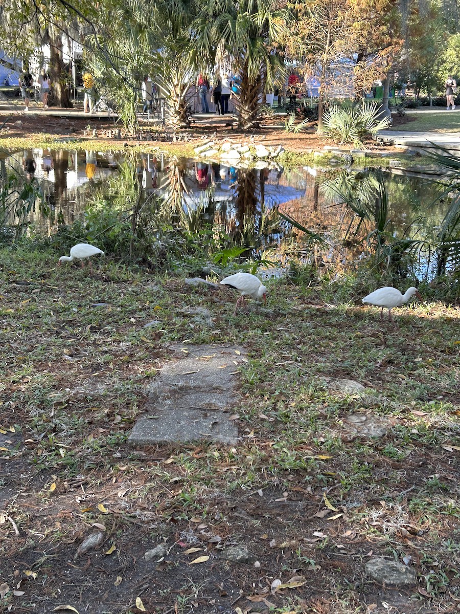 White Ibis - ML646917010