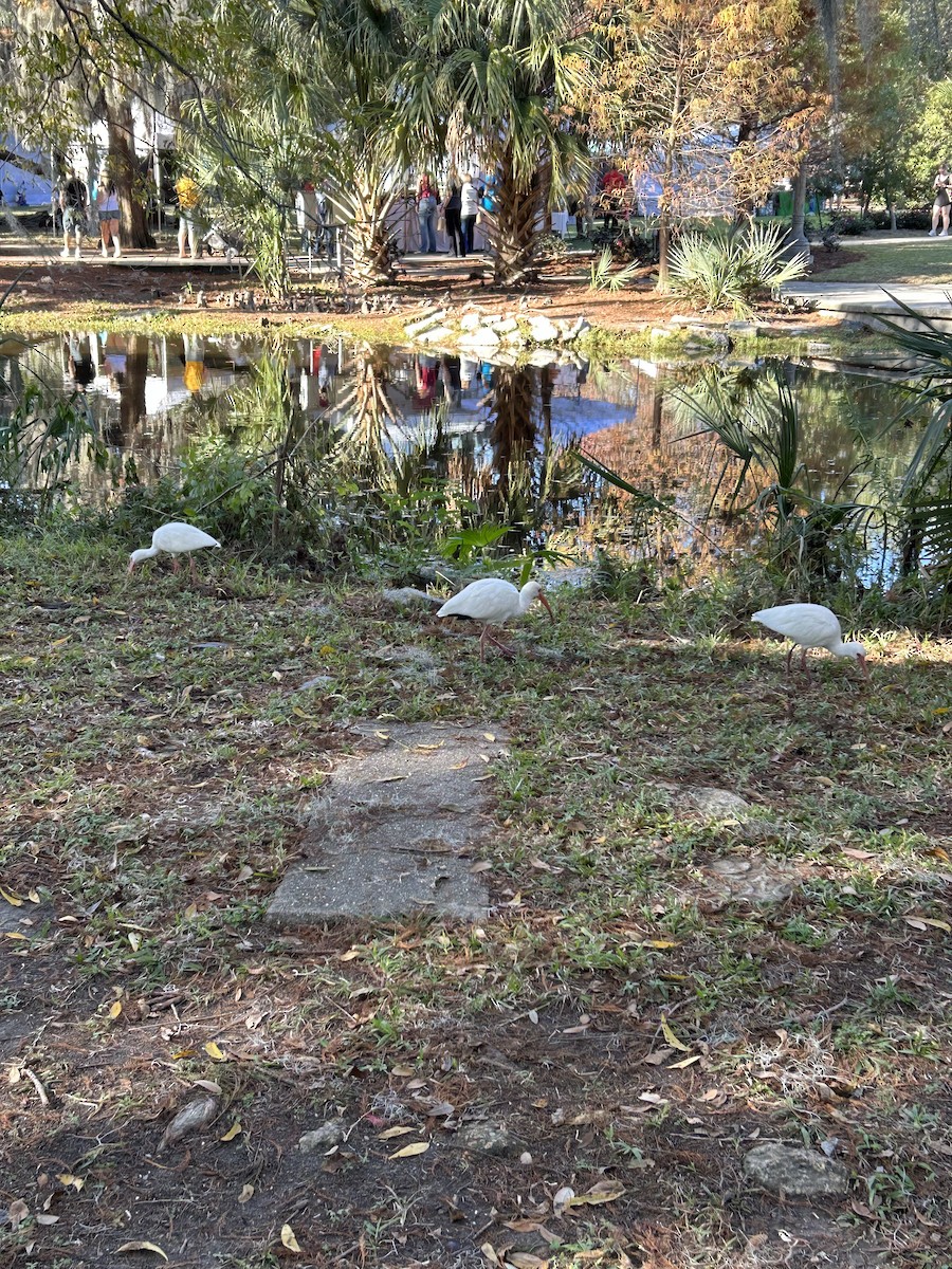 White Ibis - ML646917011