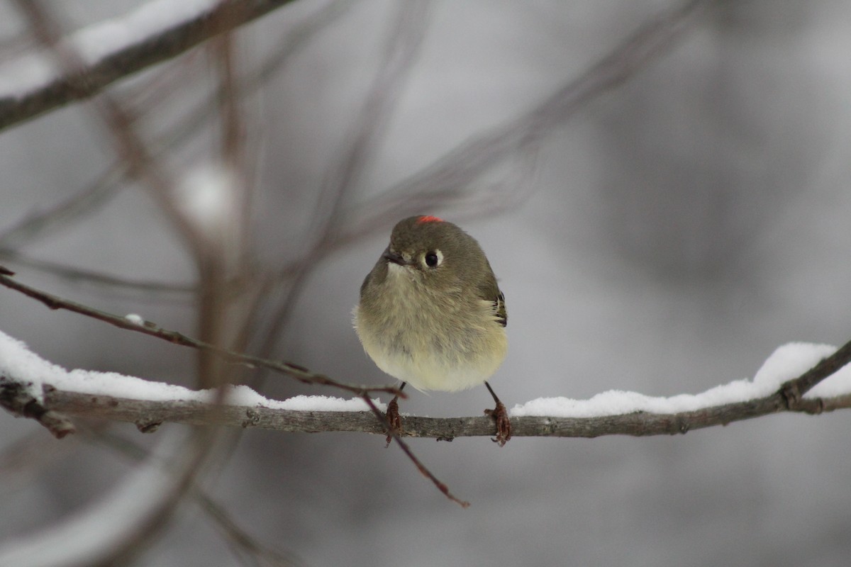 Ruby-crowned Kinglet - ML646917020