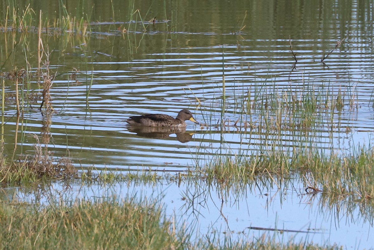 Alzavola marezzata - ML646917022