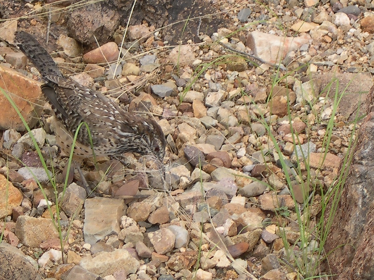 střízlík kaktusový - ML646917024