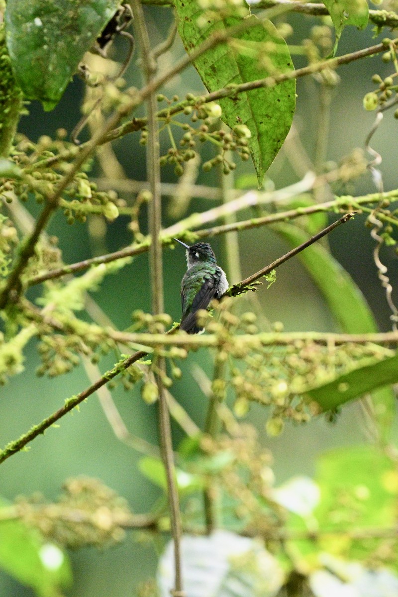 Violet-headed Hummingbird - ML646917026