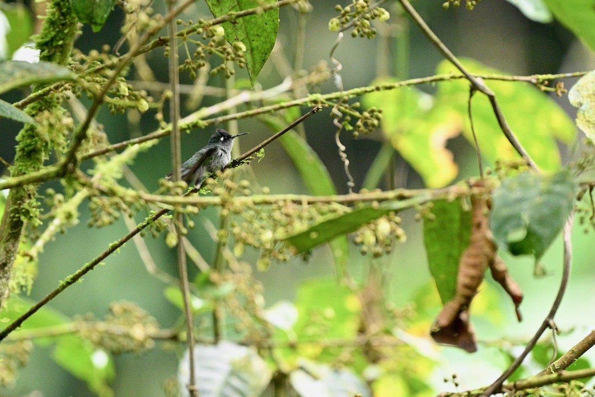 Violet-headed Hummingbird - ML646917027