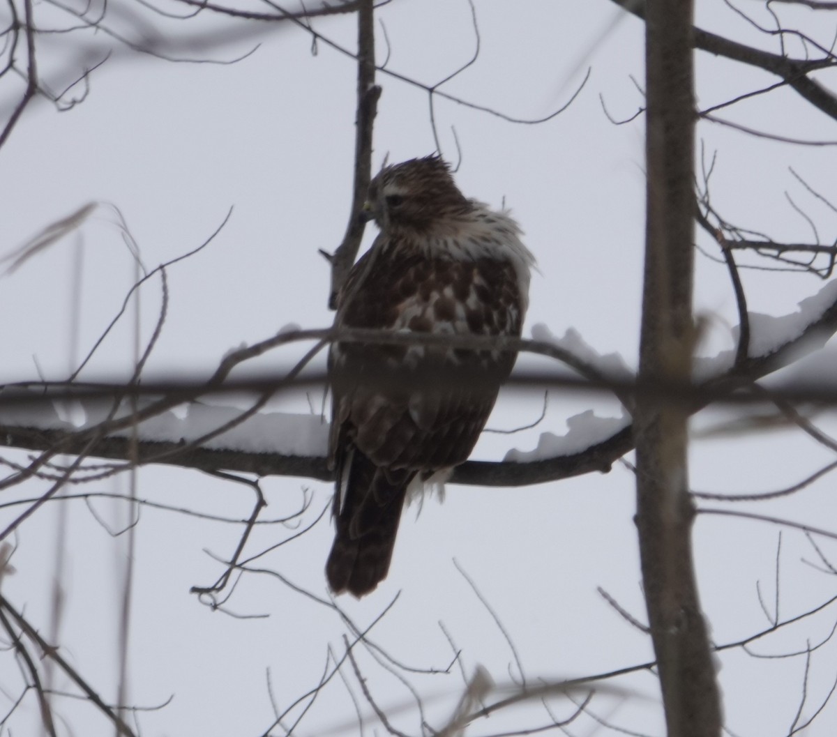 Red-tailed Hawk - ML646917028