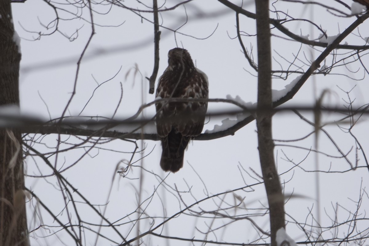 Red-tailed Hawk - ML646917029