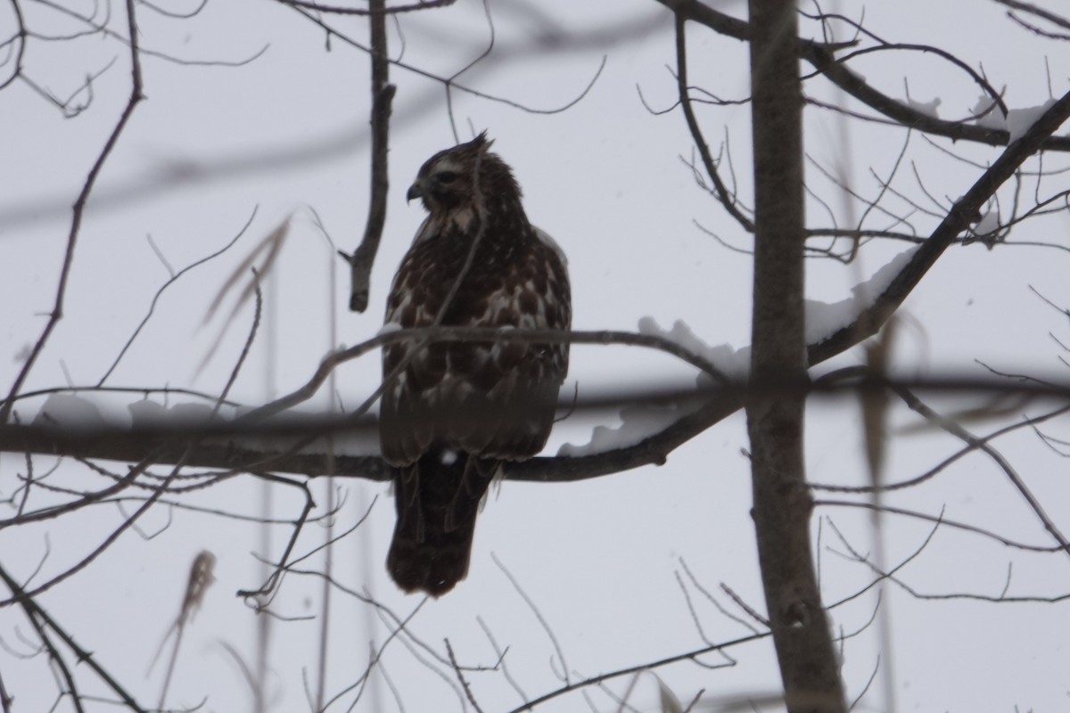 Red-tailed Hawk - ML646917030