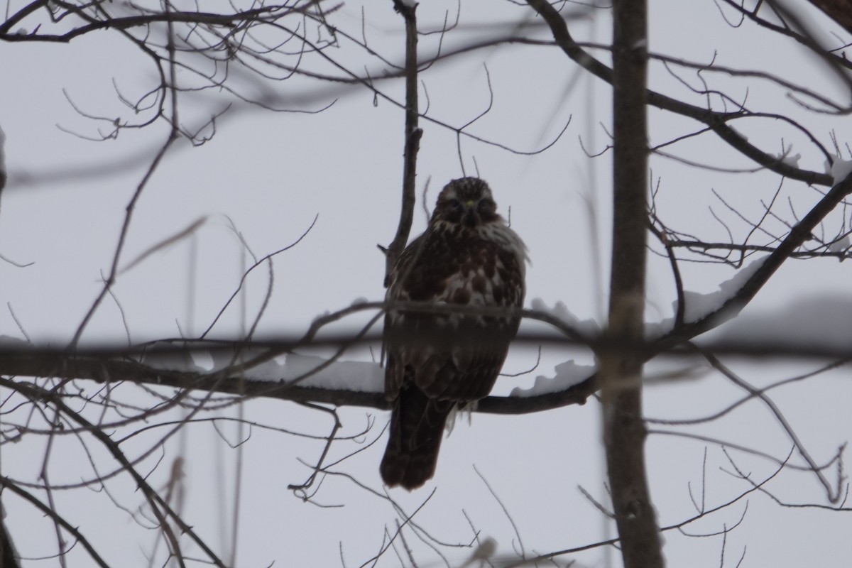 Red-tailed Hawk - ML646917031