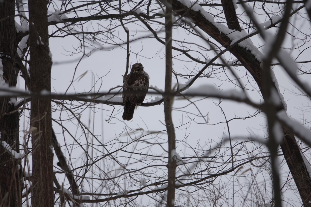 Red-tailed Hawk - ML646917032