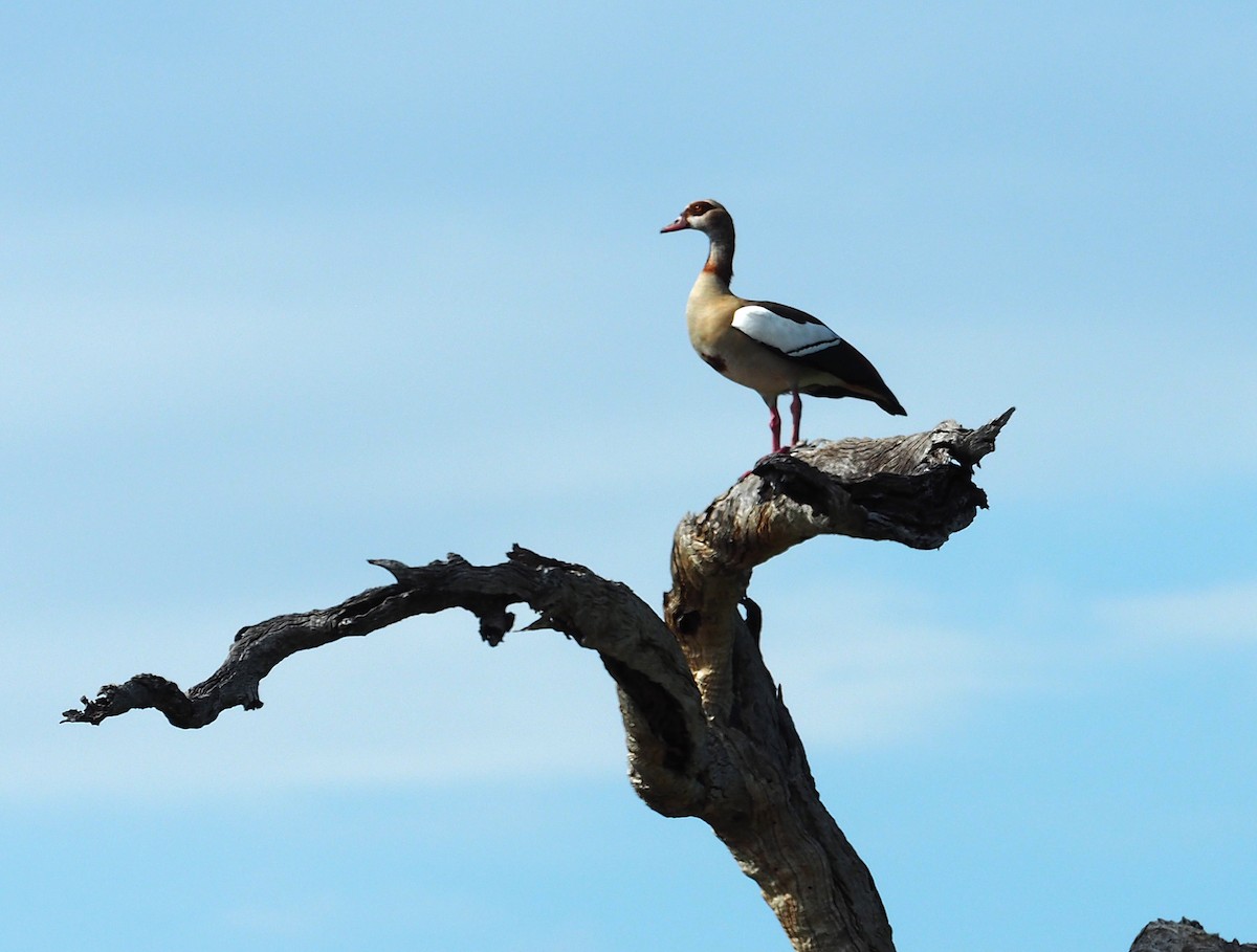 husice nilská - ML646917033