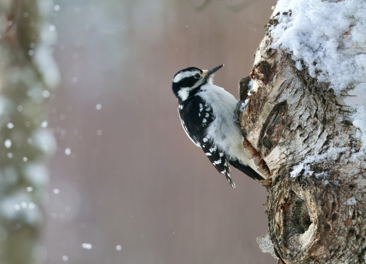 Pico Pubescente - ML646917035