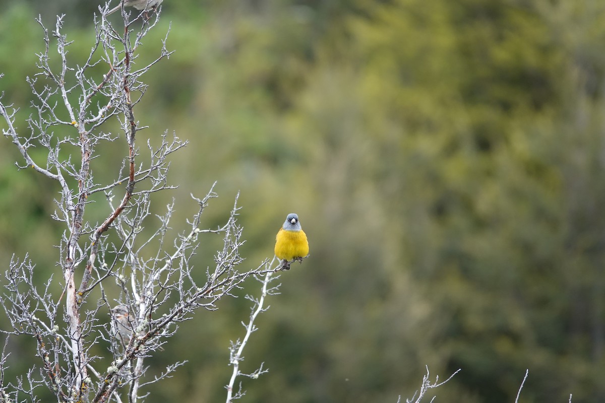 Patagonian Sierra Finch - ML646917040