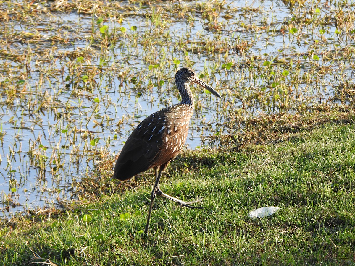 ツルモドキ - ML646917042