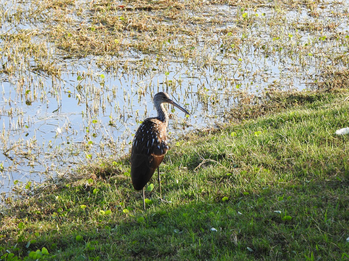 ツルモドキ - ML646917043