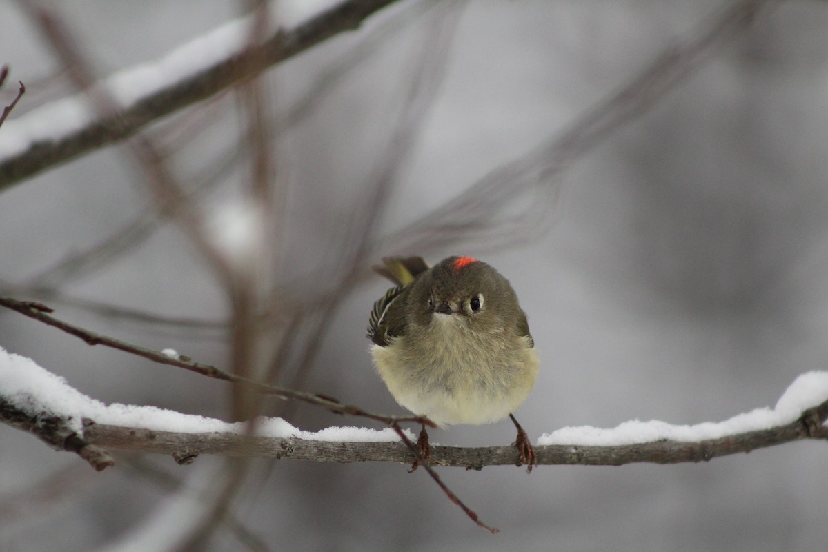 Ruby-crowned Kinglet - ML646917051