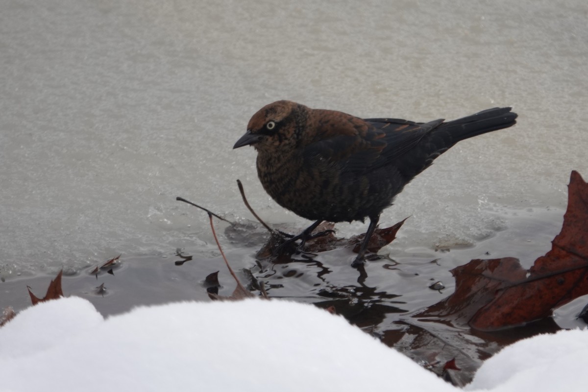 Rusty Blackbird - ML646917062
