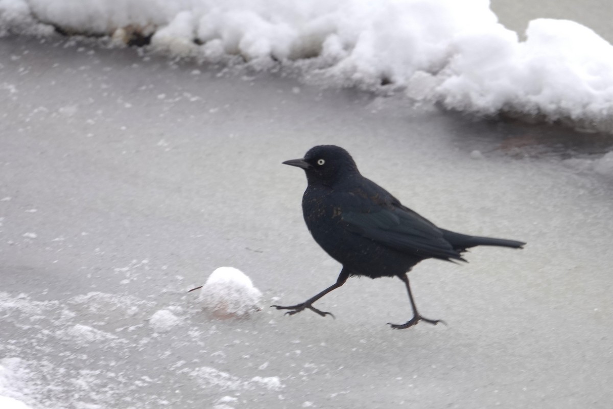 Rusty Blackbird - ML646917063