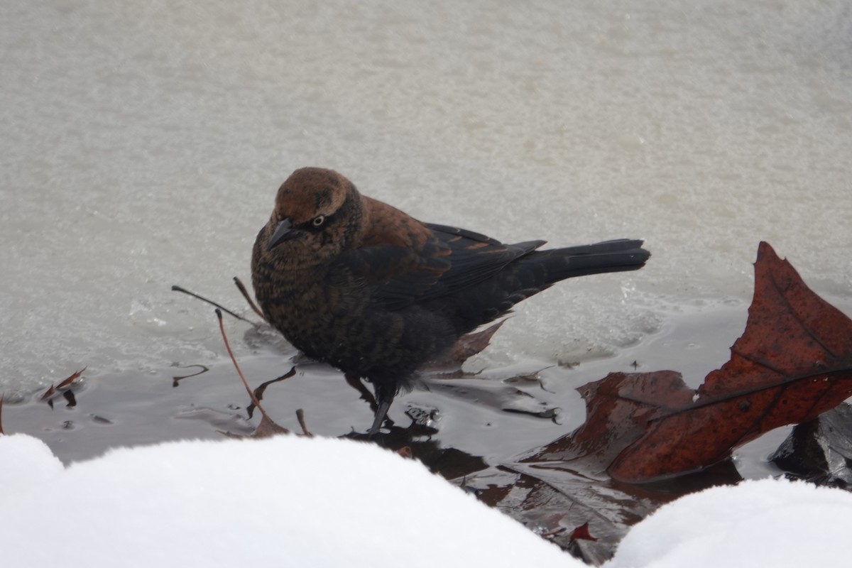 Rusty Blackbird - ML646917064