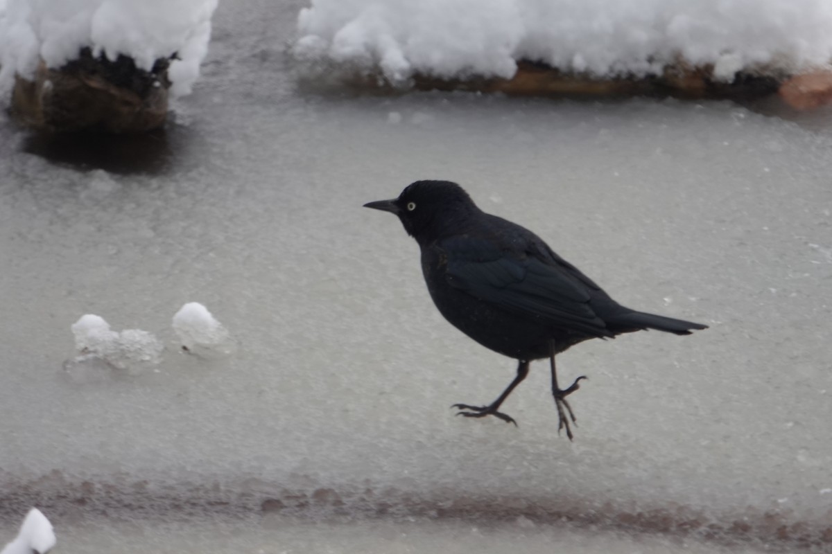 Rusty Blackbird - ML646917065
