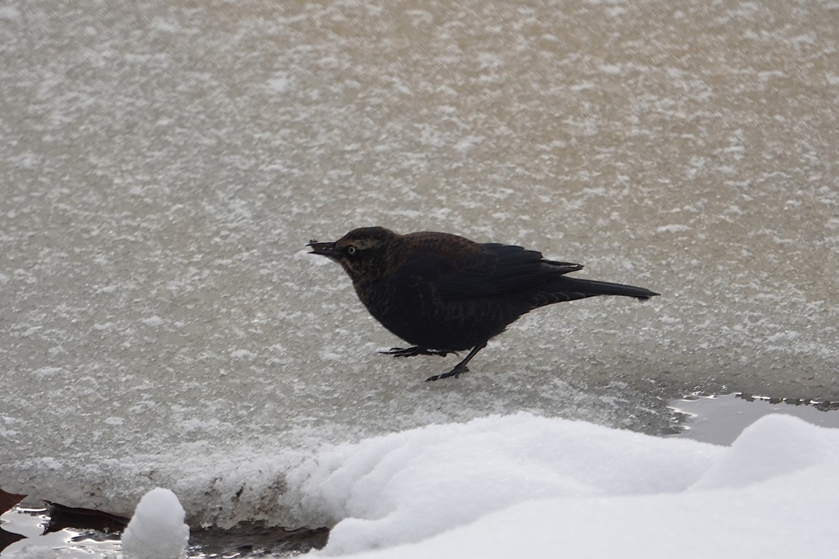 Rusty Blackbird - ML646917068