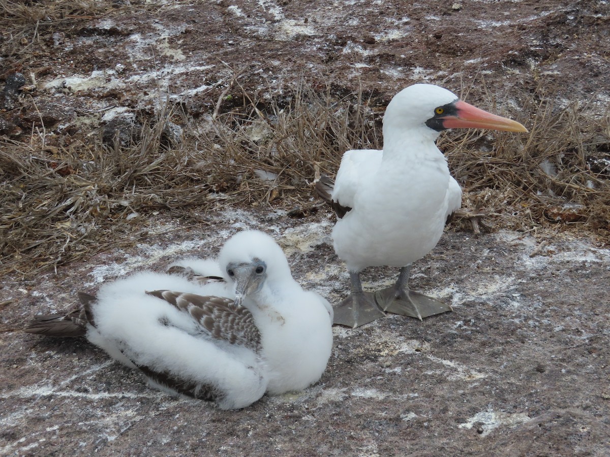 Сула насканська - ML646917073