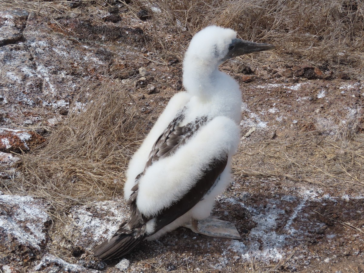 Сула насканська - ML646917074