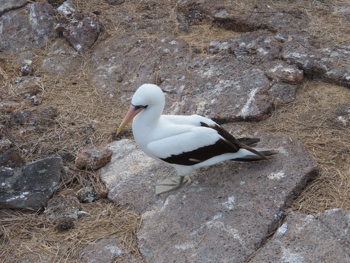 Сула насканська - ML646917076