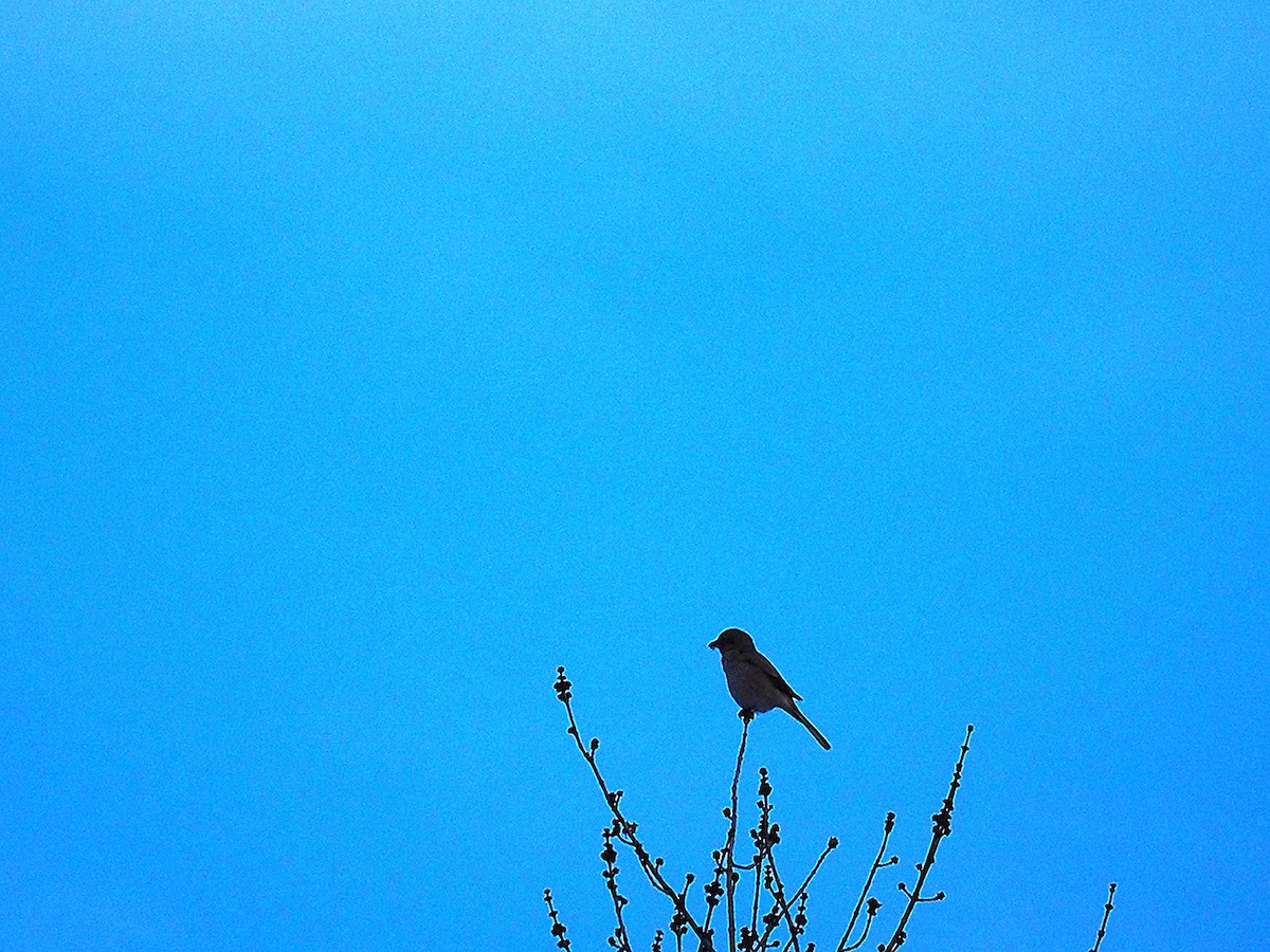 ťuhýk severní - ML646917077