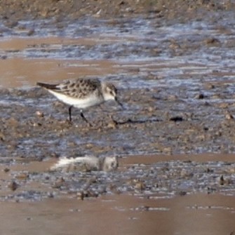 Little Stint - ML646917078