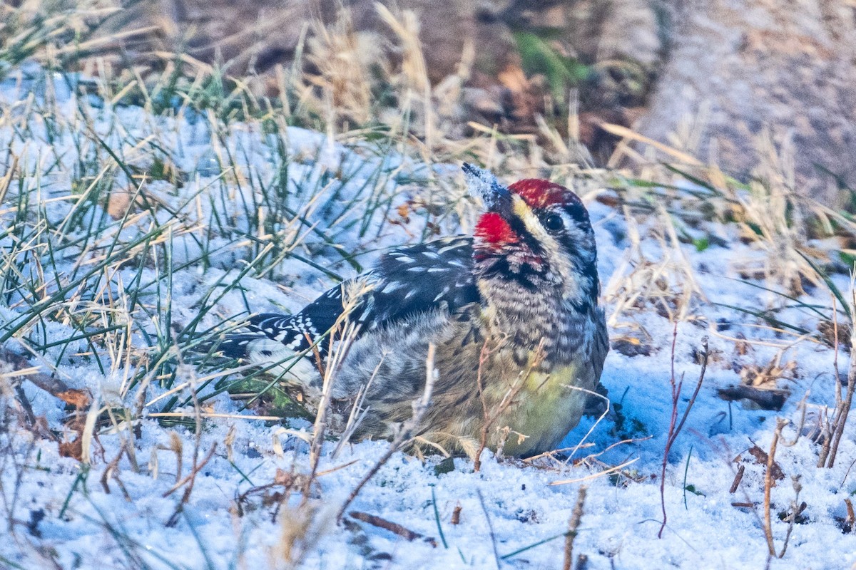 Yellow-bellied Sapsucker - ML646917080