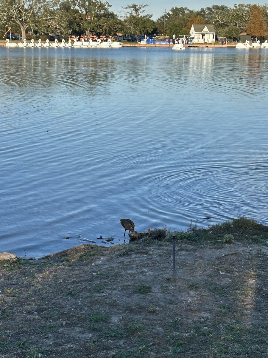 Limpkin - ML646917082