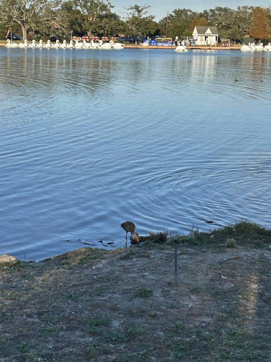 Limpkin - ML646917083