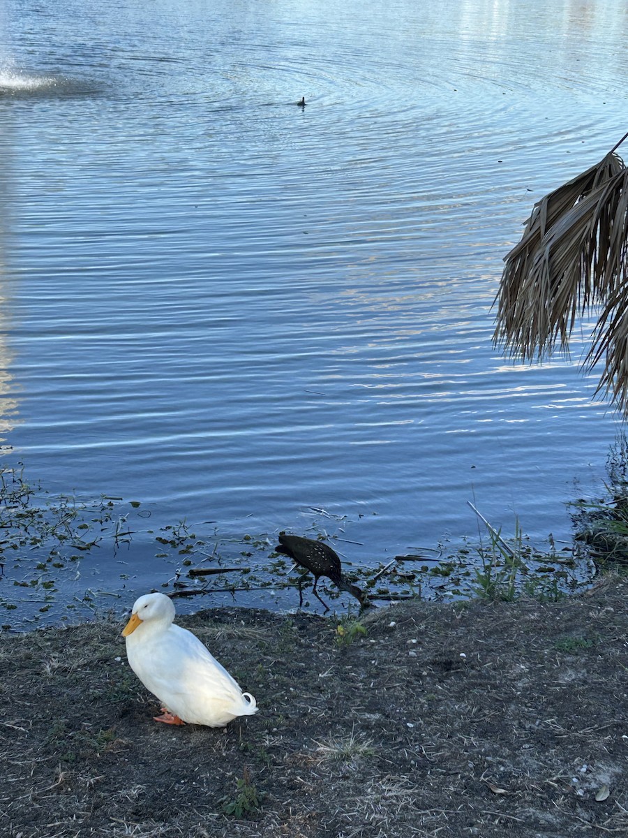 Limpkin - ML646917084