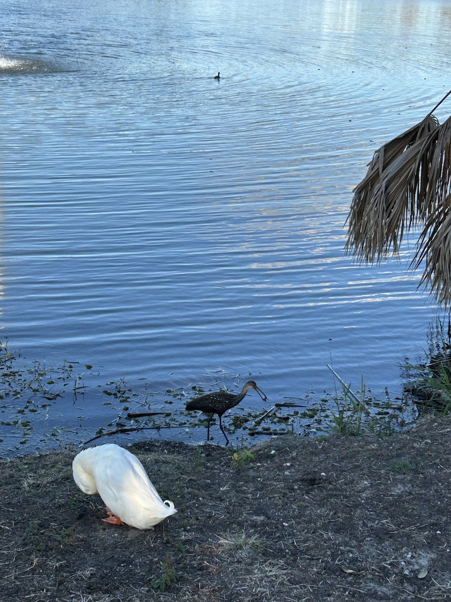 Limpkin - ML646917085