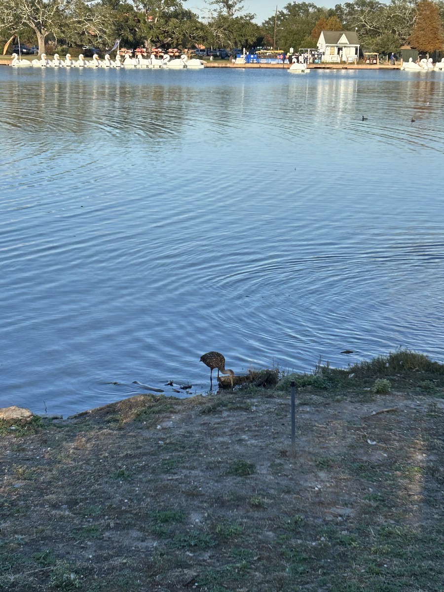 Limpkin - ML646917086