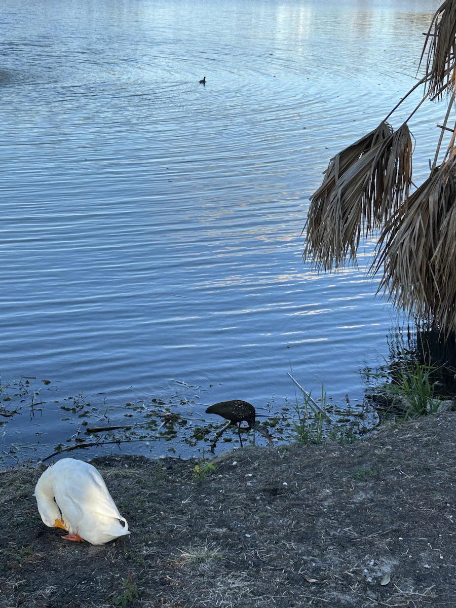 Limpkin - ML646917087