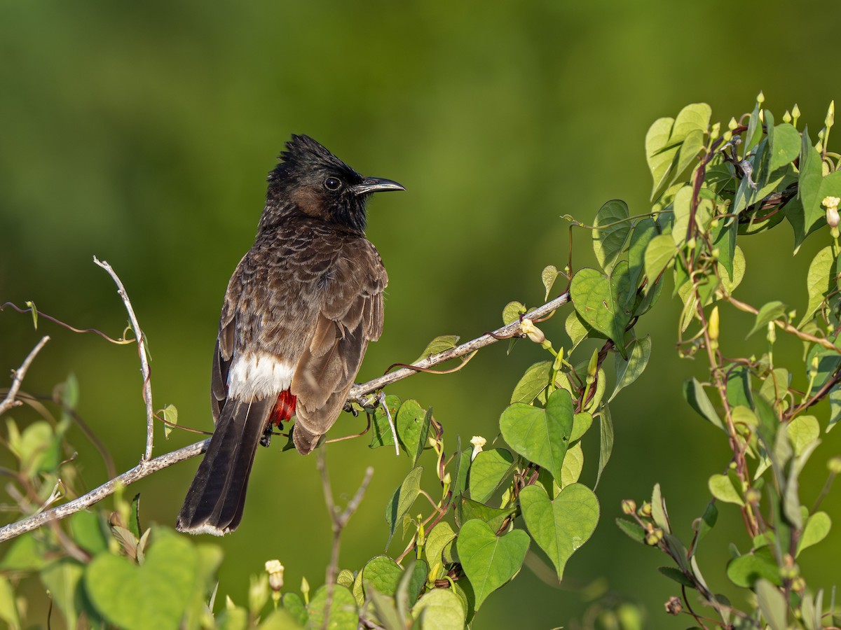 rødgumpbylbyl - ML646917088